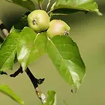 بيت ضيافة L'ariade مونبازيير
