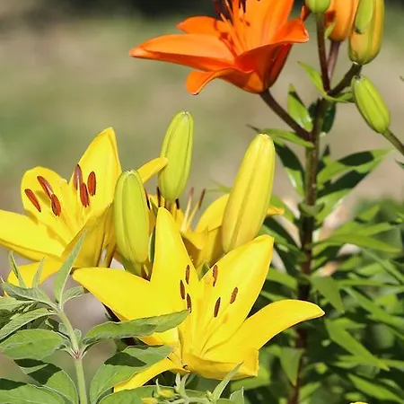 Pensionat L'ariade 3*