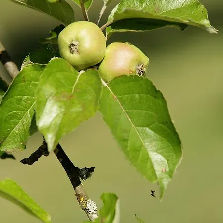 Pensionat L'ariade Monpazier