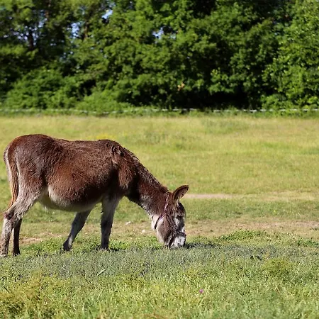 Pensionat L'ariade 3*