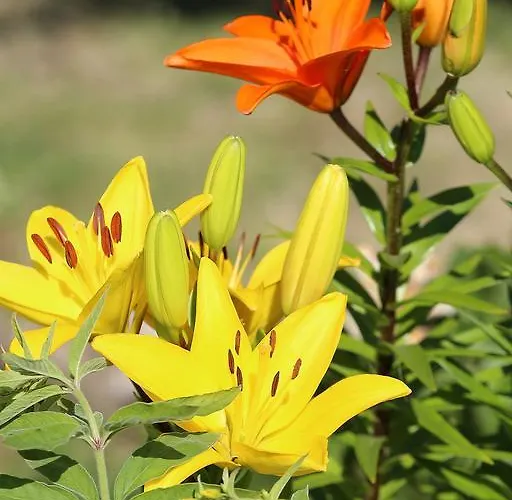 게스트하우스 L'ariade 3*