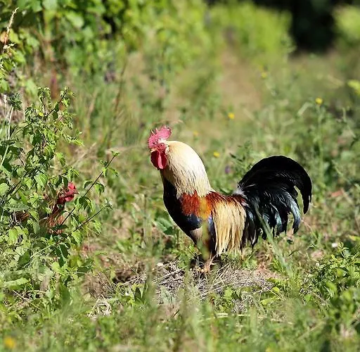 L'ariade 3* 몽파지에