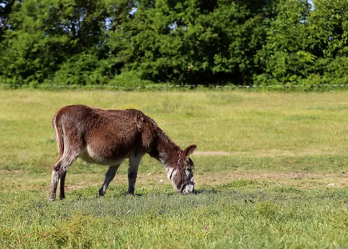 게스트하우스 L'ariade 3*