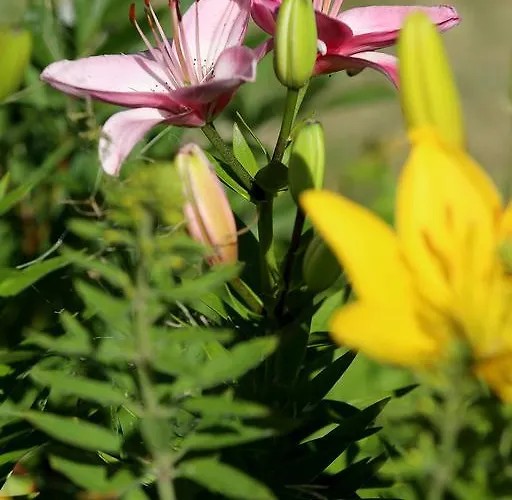 L'ariade 몽파지에