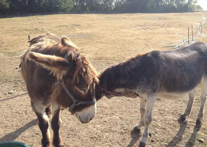 게스트하우스 L'ariade 몽파지에